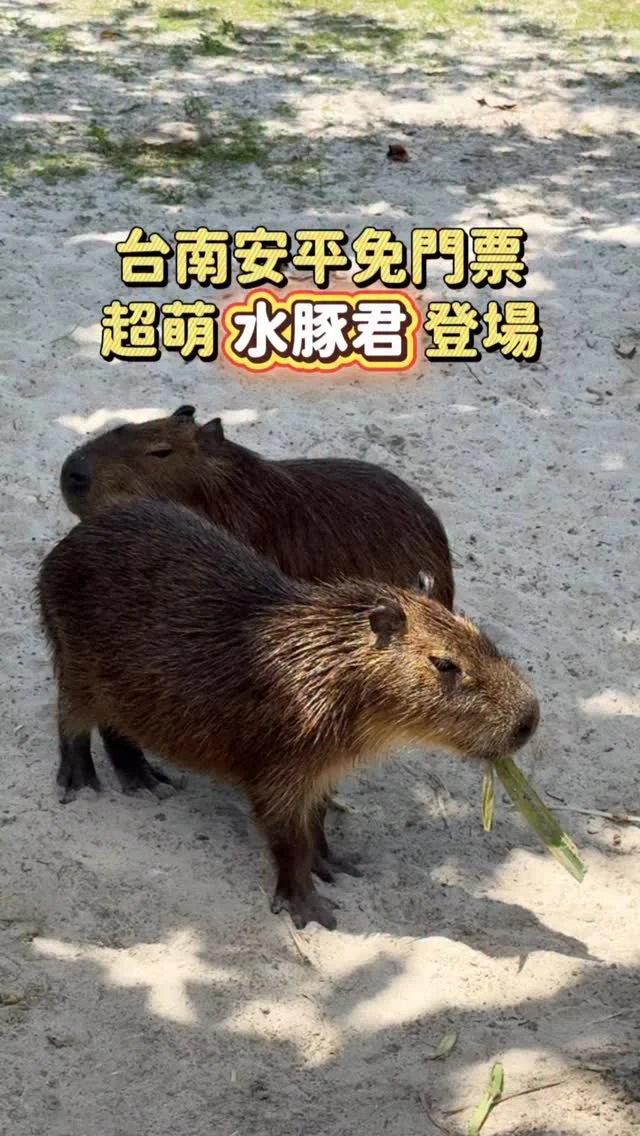 免門票 台南安平水豚君登場.ᐟ.ᐟ
免門票 免費停車的小園區
有兩隻萌寵 超療癒的卡皮巴拉～～～

園區內還可以DIY生日御守、祈福鹽等
也有販售冰淇淋、飲品
如果有來安平可以納入行程
-
📍安平出張所
📮台南市安平區古堡街196號
⏰10:00-18:00
-
#台南景點#安平景點#安平出張所#台南水豚君#水豚君#卡皮巴拉