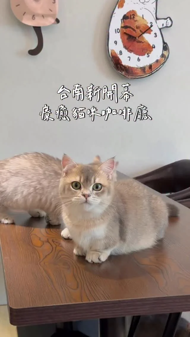 台南又多一間療癒系貓咪咖啡廳
「都在漫食間」有四隻可愛的短腿貓
店內牆上也有滿滿的貓咪時鐘 好療癒
而且店裡環境乾淨、空氣也不悶
想要擼貓吸貓的可以來
-
餐點選項很豐富 有早午餐、義大利麵、咖哩飯、甜點、飲品

#香煎嫩雞歐風午餐
雞腿排外皮煎得微酥，咬起來肉質香嫩多汁，配菜有馬鈴薯塊、可頌麵包、生菜沙拉、炒蛋，蠻豐富的

#日式厚豬排松露義大利麵
厚切豬排炸得金黃酥脆 義大利麵搭配濃郁的奶油松露醬，每一口都充滿香氣，麵條收汁剛好，濃郁但不膩口

#爆漿熔岩抹茶蛋糕 我很喜歡這款甜點
上頭有貓咪圖案 切開來是濃郁的抹茶餡😍
-
香煎嫩雞の歐風午餐 $280
日式厚豬排松露義大利麵 $280
爆漿抹茶熔岩蛋糕 $180
西西里咖啡 $130
哈密瓜氣泡冰淇淋 $170
-
📍都在漫食間
📌台南美食👉🏼#Kelly食台南
📮台南市東區林森路二段218號
⏰10:00-20:00，週二、週三公休
☎️06-2086956
-
#台南美食#台南貓咪咖啡廳#台南咖啡廳#台南早午餐#台南義大利麵#都在漫食間