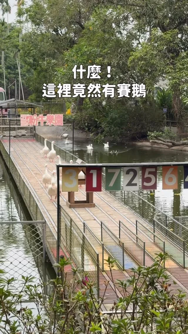高CP值親子景點 這裡竟然有賽鵝🤣
入場就會送賽鵝卷～壓對號碼就會送小禮物
帶小孩來這裡放電超適合 而且是寵物友善
國小以下免費 CP值很高
園區內有小火車、賽鵝、滑草坡、遊樂設施、蝴蝶園、沙坑等～
整體還算蠻豐富的

還可以餵小牛、羊咩咩、科爾鴨、水豚君、魚
園區內也有餐廳、優格冰淇淋店、輕食店
（肉包、鮮奶冰淇淋蠻好吃的）
適合全家大小一起來玩✨
-
📍粉牛樂園
💰門票$150，園區消費可折抵$100
💰國小以下免費、國小生$50
📮嘉義縣中埔鄉村四鄰2-6號
⏰平日09:00-17:00、假日08:00-18:00(週三公休)
🅿️有免費停車場
-
#嘉義親子景點#嘉義景點#粉牛樂園